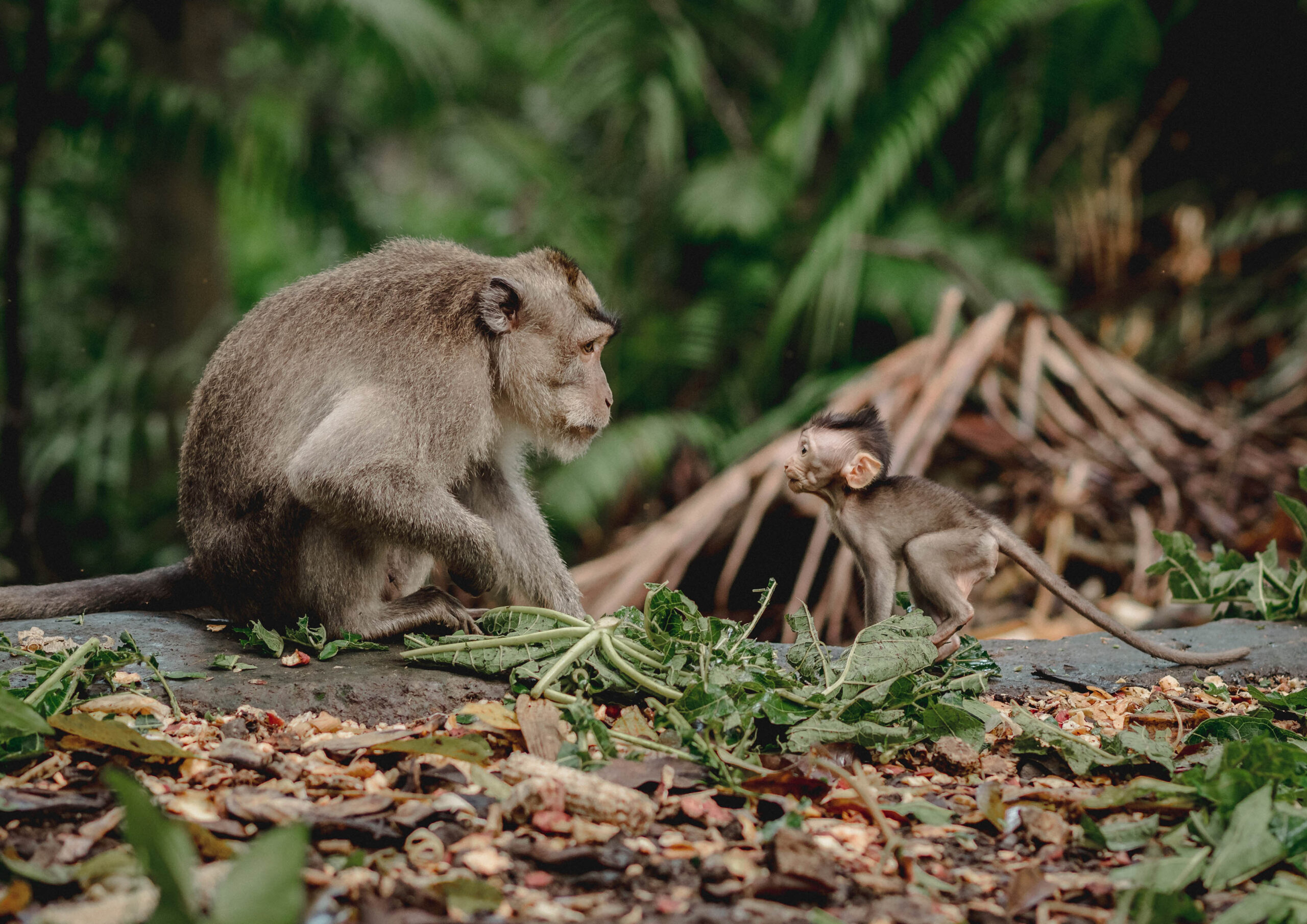Bali Exclusive Monkey Forest Tour