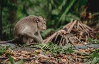 Ubud Monkeys