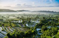 Rice fields, Bali, Indonesia