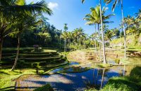 Crops of rice fields on a hot sunny afternoon near Ubud, Bali, Indonesia