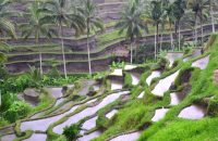 rice-terrace-in-bali-2022-11-01-08-20-19-utc (1)